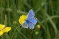 Butterflies: Common Blue (Polyommatus icarus)